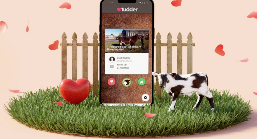 Tudder: a smartphone showing a dating app with a pedigree bull. A cow looks on, surrounded by love hearts. No, I'm not making this up.