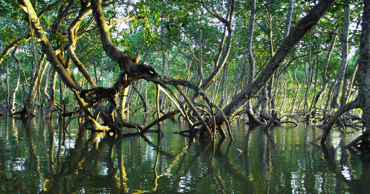Image of mangrove swamp